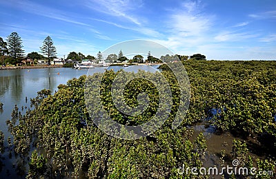 Mangroves on the shores of a small village inlet south east Victoria, Australia Editorial Stock Photo