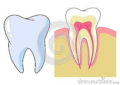 Tooth Vector Illustration