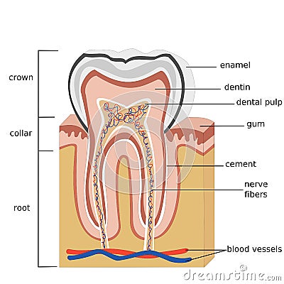 Tooth Stock Photo