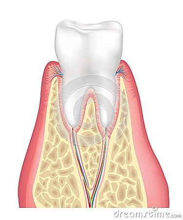 Tooth anatomy. Healthy teeth structure. Dental medical illustration Cartoon Illustration
