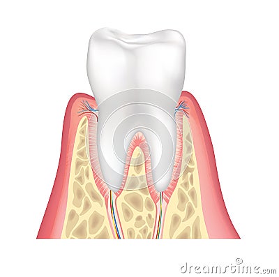 Tooth anatomy. Healthy teeth structure. Dental medical vector illustration Cartoon Illustration