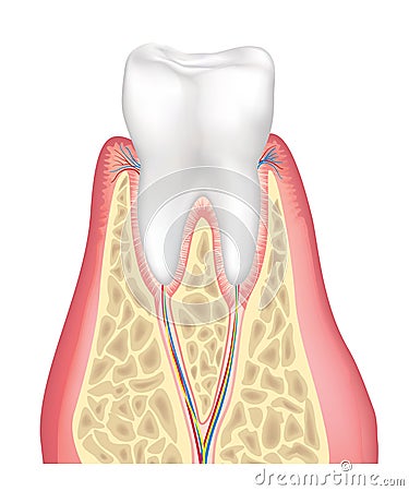 Tooth anatomy. Healthy teeth structure. Dental medical vector illustration Cartoon Illustration