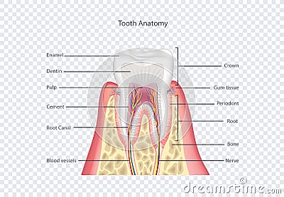 Tooth anatomy. Healthy teeth structure. Dental medical vector illustration Cartoon Illustration
