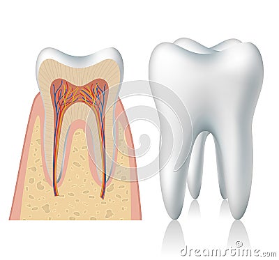 Tooth anatomy Vector Illustration