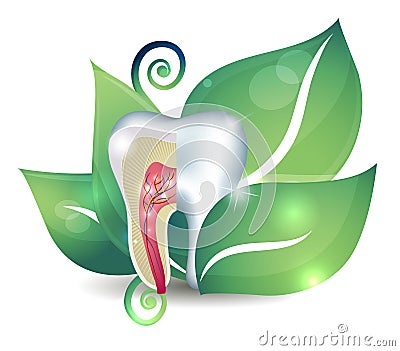 Tooth anatomy and leaf Vector Illustration