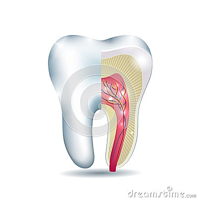 Tooth anatomy Vector Illustration