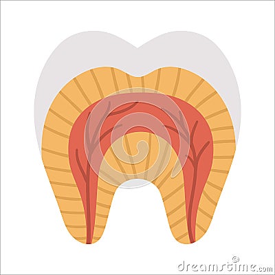 Tooth anatomy poster. Teeth structure scheme. Dental parts illustration. Dentist clinic educational brochure template. Enamel, Vector Illustration