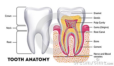 Tooth anatomy vector dental infographics Vector Illustration