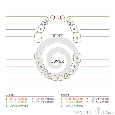 tooth chart, human teeth Vector Illustration