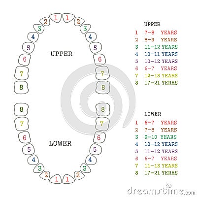 Tooth chart, human teeth Vector Illustration