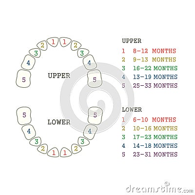 Tooth chart, human teeth Vector Illustration