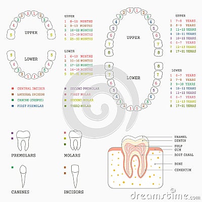 Tooth chart, human teeth Vector Illustration