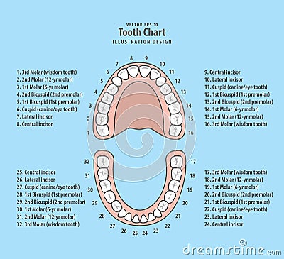 Tooth chart with number illustration vector on blue background. Vector Illustration