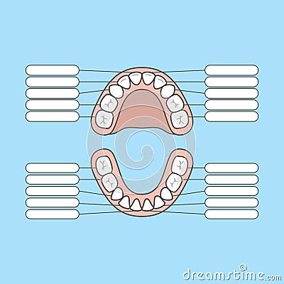 Tooth Chart Primary teeth Blank illustration vector on blue back Vector Illustration
