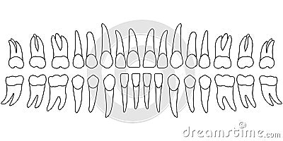 Tooth chart teeth Vector Illustration
