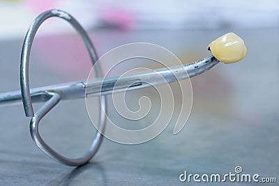 Tooth in a clamp scissors Stock Photo