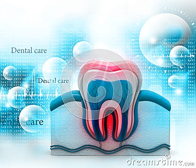 Tooth cross section Cartoon Illustration