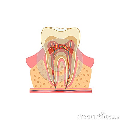 Tooth in a cut. Medical diagram of the structure of the inside cross-section of the tooth. Vector infographic concept Vector Illustration