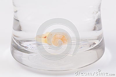 Tooth decay in a glass of water Stock Photo