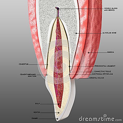 Tooth and periodontium anatomical structure. Sectional human central incisor showing the structures of the tooth ans periodontium Cartoon Illustration