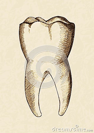 Tooth Vector Illustration