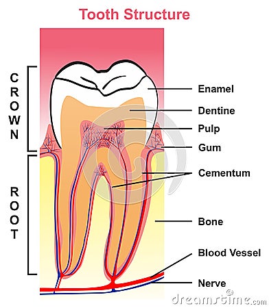 Tooth structure anatomy with all parts of crown and root Vector Illustration