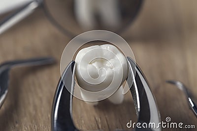 Tooth in tong on the table Stock Photo