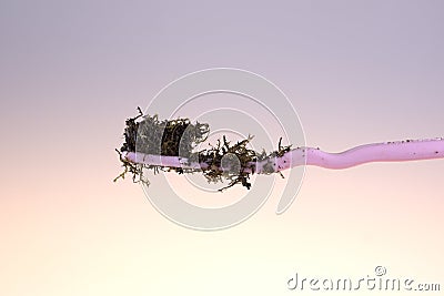 Toothbrush still life plastic toothbrush covered in moss and paint Stock Photo