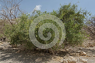 A Toothbrush Tree in a Restored Desert Habitat in Israel Stock Photo