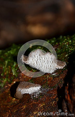 Toothed jelly (Cat's tongue) fungi Stock Photo