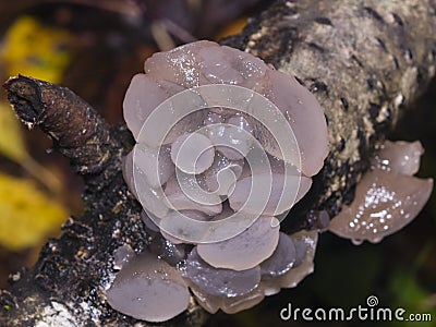 Toothed jelly fungus or false hedgehog mushroom, Pseudohydnum gelatinosum, growing on dead wood macro, selective focus Stock Photo