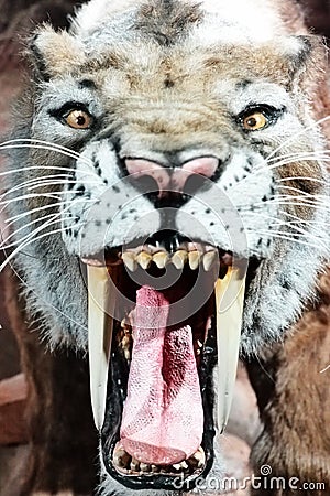 Toothed tiger Stock Photo