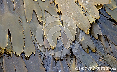 Toothed Wrack Seaweed Stock Photo
