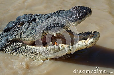 Toothless crocodile Stock Photo