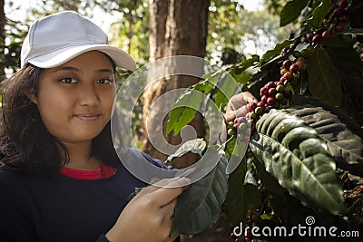 Toothy smiling face of younger asian teen woman harvesting fresh arabica coffee seed in coffee plantation Stock Photo