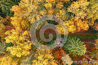Top aerial view of colourful forest with a hiking trail in the woods beautiful bright crowns of trees in the autumn season Stock Photo