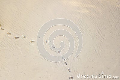 top aerial view of footsteps footprints on sand dunes in the desert Stock Photo