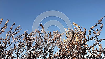 The top of the almond tree Stock Photo