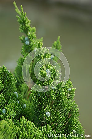 Top of cypress shrub Stock Photo