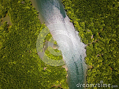 Top down aerial view of a channel running through a huge mangrove forest Stock Photo
