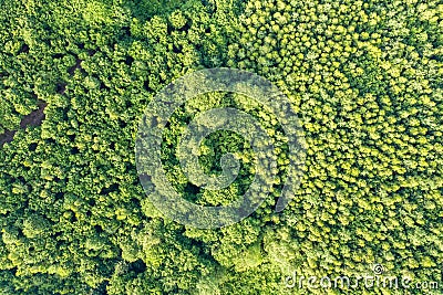 Top down aerial view of green summer forest with many fresh trees Stock Photo