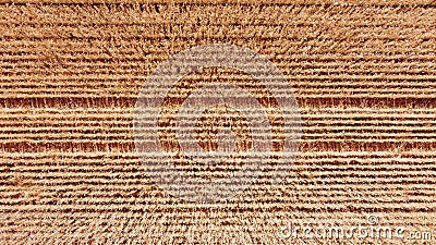 Top down drone view of a recently harvested wheat field with tractor tyre tracks running through grain, rural Victoria, Stock Photo