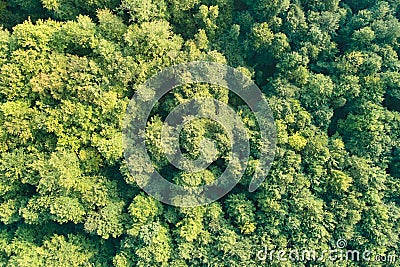Top down flat aerial view of dark lush forest with green trees canopies in summer Stock Photo