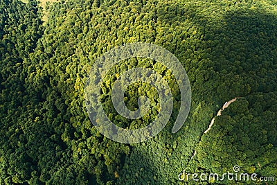 Top down flat aerial view of dark lush forest with green trees canopies in summer Stock Photo