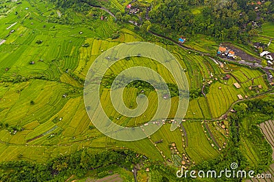 Top down overhead aerial view of lush green paddy rice field plantations with small rural farms in Bali, Indonesia Stock Photo