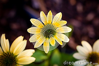 A top down portrait of a mellow yellow flower or scientifically known as the echinacea purpurea.mul Stock Photo