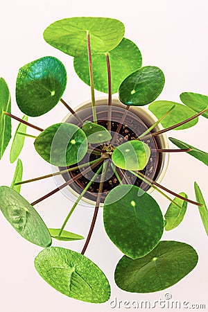 Chinese money plant pilea peperomioides. Stock Photo