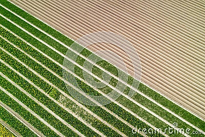 Top down view of diagonal pattern of fields in Netherlands Stock Photo