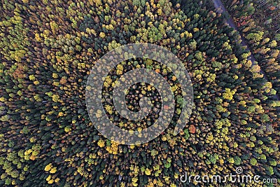 Top down view of a forest in autumn colors Stock Photo