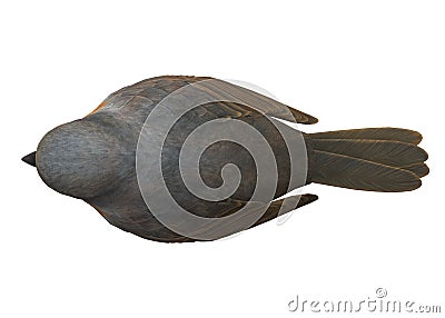 Top down view of a grey colored bird against a white backdrop Cartoon Illustration